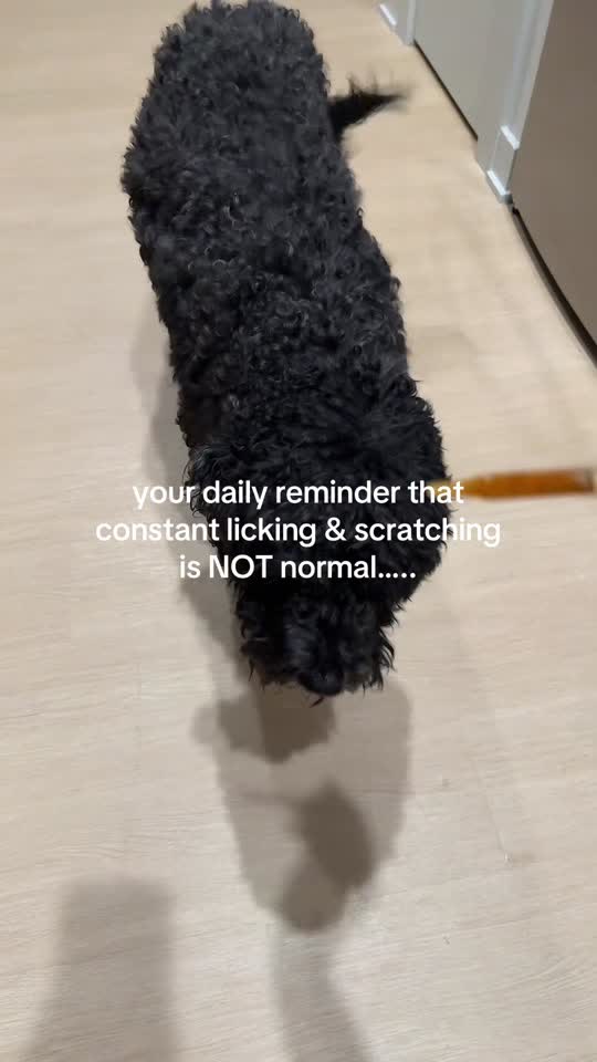 Dog Allergy Relief Drops on TikTok