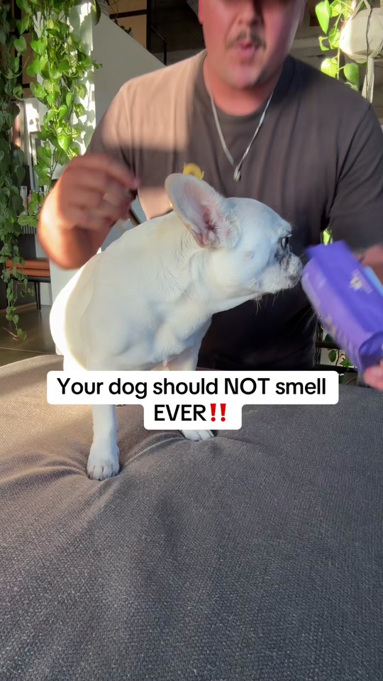 Pet glove wipes are my new favorite thing. We bring these everywhere ...